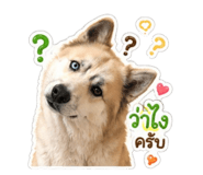 854453274