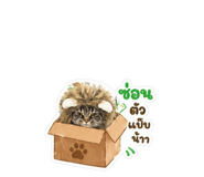854456682