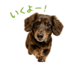 854495371
