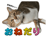 854506784