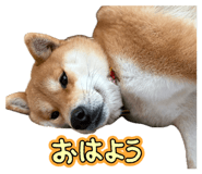 854508731