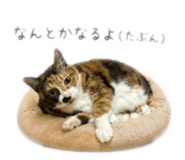 854511487
