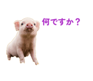 854514849