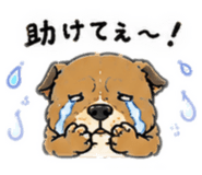 854516732