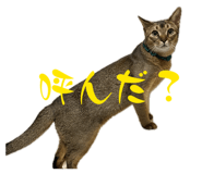 854530181