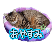 854531365