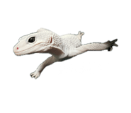 854537551