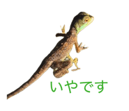 854537556