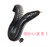 854537557