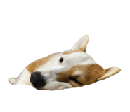 854539195