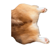 854539202