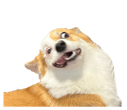 854539205