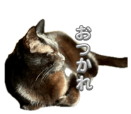 854550868