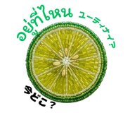 854557155