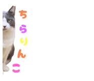 854565650