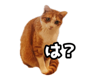 854572158
