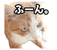 854572162