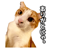 854572164