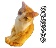 854572166