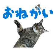 854574150