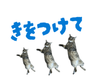 854574158