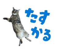 854574160