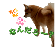 854575569