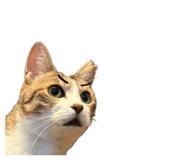 854582857