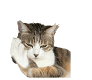 854582859