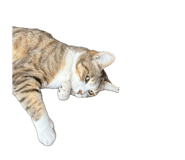 854582860