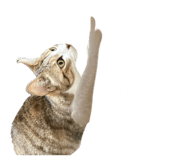 854582862