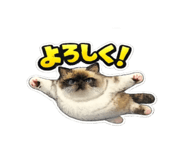 854584605