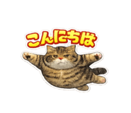 854584608