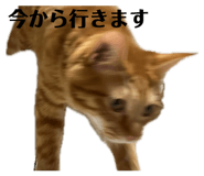 854586707