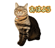 854586718
