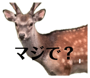 854593888