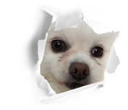 854594908