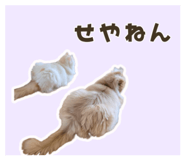 854599600