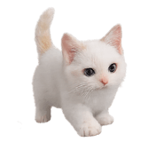854626888
