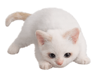 854626889