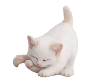 854626894