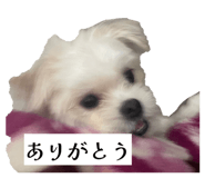 854632232