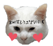 854640163