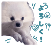854645438