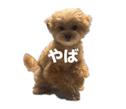 854646618