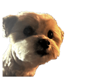 854646630