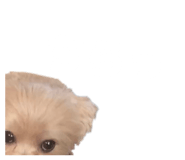 854646633