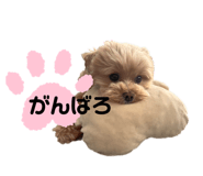 854646638