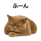 854651338