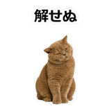 854651354